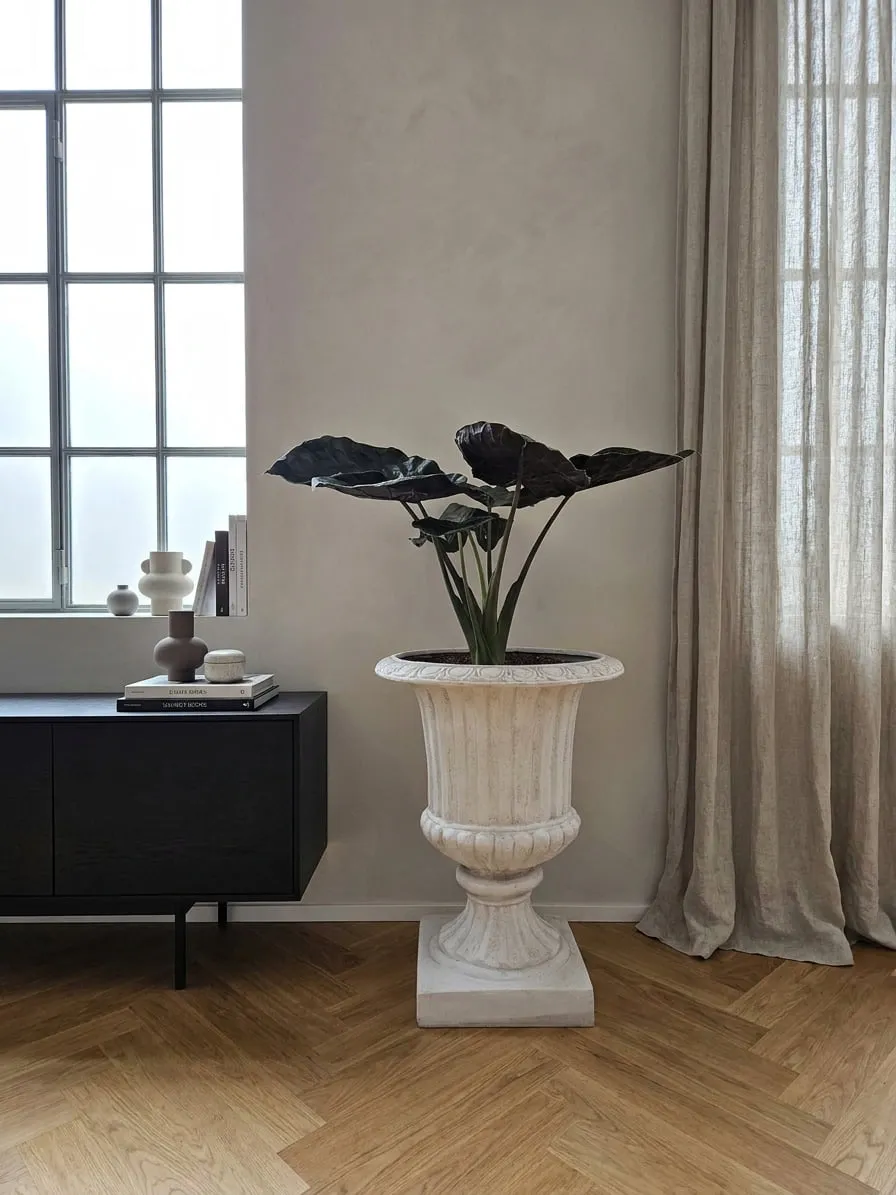 Alocasia Black in classical column vase